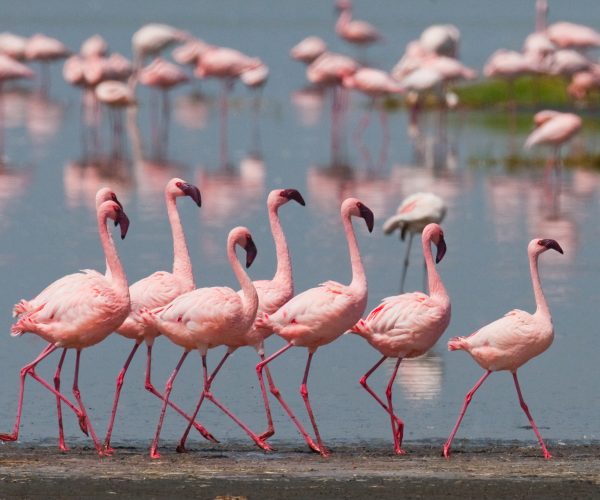 Birdwatching and Wildlife Safari